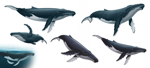 Fototapeta premium Whales in different swimming positions humpback whales marine mammals