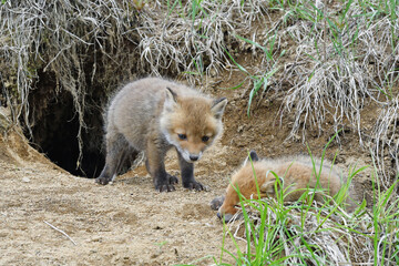 巣穴から出てきたキタキツネの兄弟（北海道・鶴居村）  © 愛 高行