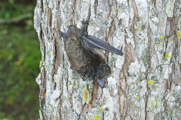 幹で休むホオヒゲコウモリ（北海道・鶴居村）  © 愛 高行