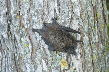 幹で休むホオヒゲコウモリ（北海道・鶴居村）  © 愛 高行