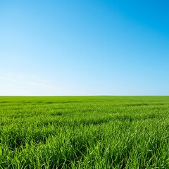 Fototapeta premium Emerald Expanse: Under a Azure Sky