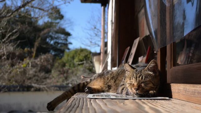 長岳寺の拝観受付窓口で昼寝するトラ猫（奈良県天理市, 2025年12月）