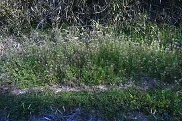 Shepherd's purse flowers. This plant bears white flowers and triangular fruits in spring, often found along roadsides. The young leaves are edible.