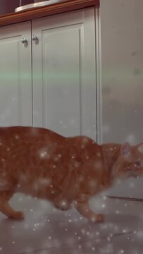 Vertical video: Tabby entering left and crossing under cabinet sparkling and green flare pet care