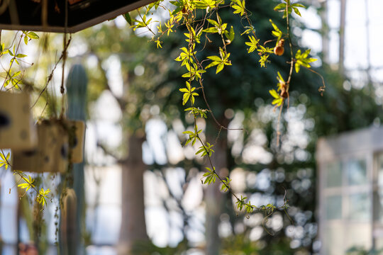 Vibrant Green Leaves of a Climbing Passionflower Vine (Passiflora) in a Greenhouse