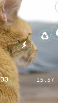 Vertical video: Tabby cat turning head after HUD icons appearing near cat, updating CO2 energy data