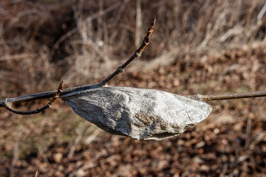 overwintered Cecropia silkworm silkmoth moth cocoon in a leaf attached to a twig
