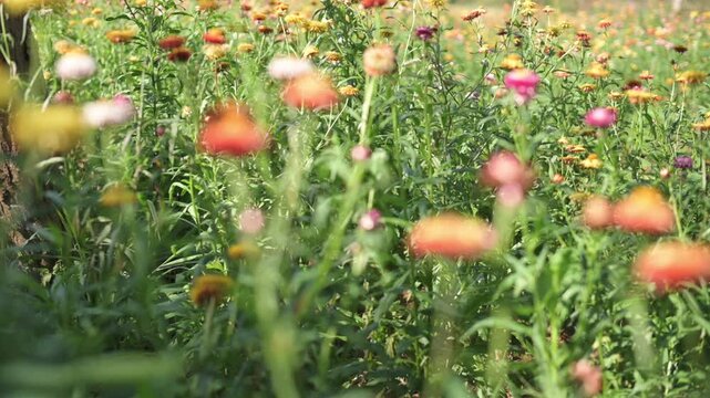 Sunlit Wildflower Meadow With Bokeh, Gentle Closeup Of Orange And Pink Zinnias Swaying In Warm Afternoon Light, Soft Foreground Blur, Lush Green Stems And Textured Foliage, Tranquil Pastoral Mood