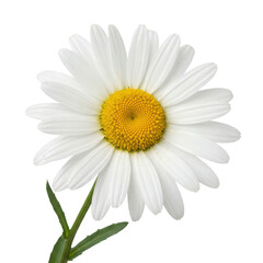 Fototapeta premium A Beautiful Daisy Flower with Delicate White Petals and a Bright Yellow Center on a White Background