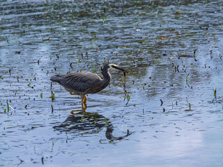 Obraz premium White Faced Grey Heron With Fish In Mouth