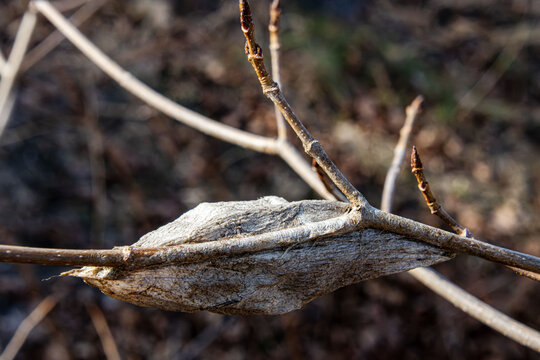 overwintered Cecropia silkworm silkmoth moth cocoon in a leaf attached to a twig