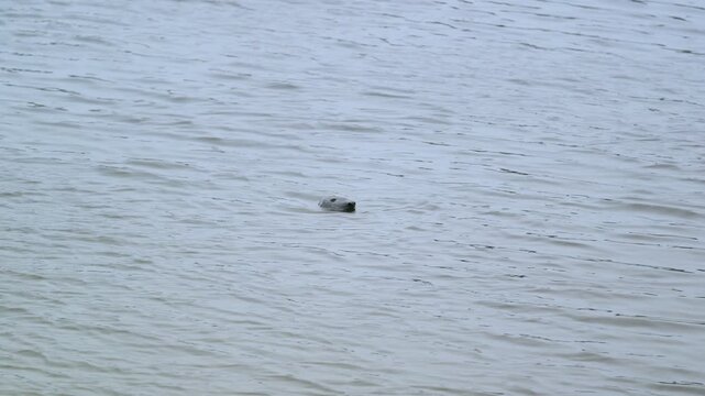 Static shot of a Grey Seal surfacing near Stornoway on the Isle of Lewis.