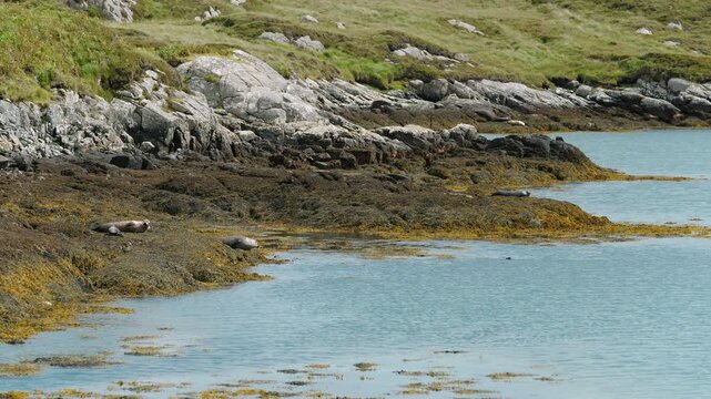 Static shot of common seals sunbathing with their pups on the coast of Harris.