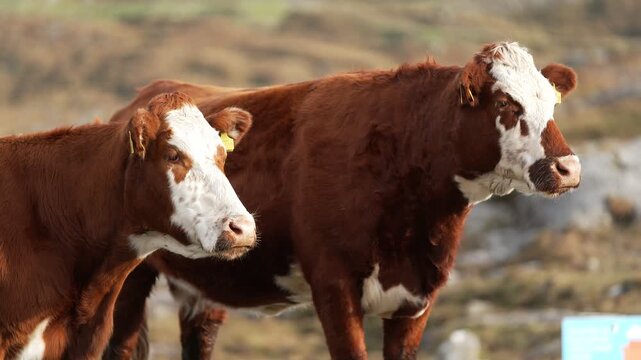 Static shot of two Hereford cows grazing on the Isle of Harris.