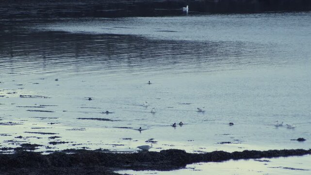 A flock of tufted ducks paddle near a Heron attacking its prey.