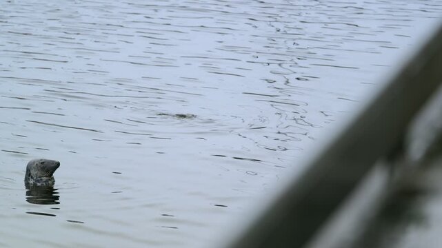 Static shot of two Grey Seals afloat in Stornoway harbour on the Hebrides.