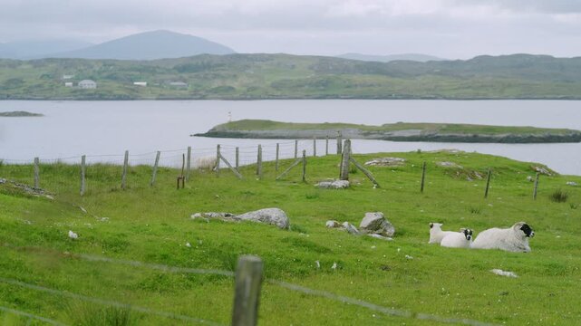 Static shot of a ewe and lambs resting on a croft near Callanish.