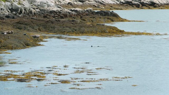 A group of seals resting ashore near their swimming and diving pups on Harris.