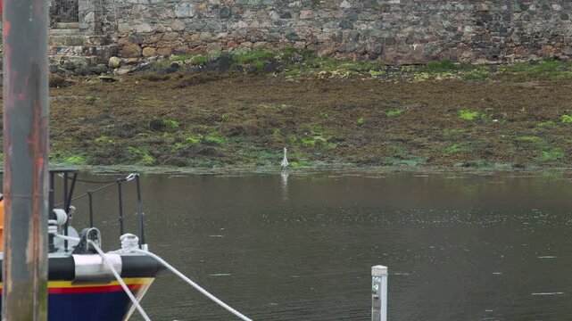 A Grey Heron waiting patiently for fish at the Stornoway harbour shore.