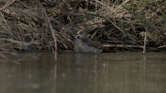 Egyptian Goose sticking head in water behind the brush