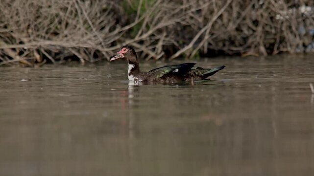 A muscovy duck floating across a pond with brush in the background