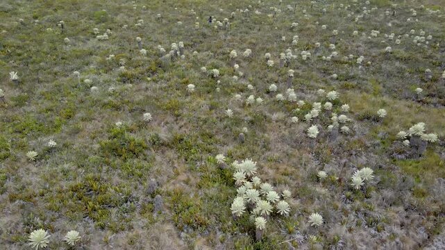 Aerial view of lush greenery featuring frailejon plants and the Cumbal Lagoon in the background.