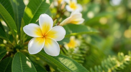 Obraz premium Plumeria Frangipani Flower Close-Up On Tropical Green Foliage With Soft Sunlight