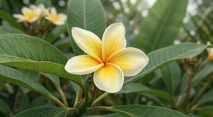 Fototapeta premium Plumeria Frangipani Flower Close-Up On Tropical Green Foliage With Soft Sunlight
