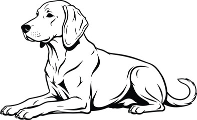 Black and white line art vector illustration of a loyal labrador retriever dog lying down in a relaxed pose isolated on white background. © MdHasmot