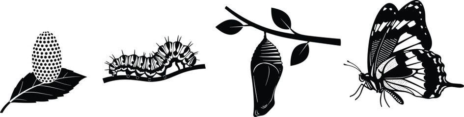 Butterfly life cycle stages egg caterpillar chrysalis and butterfly © Mokarrm Art