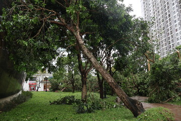 Obraz premium tree in the garden after the storm