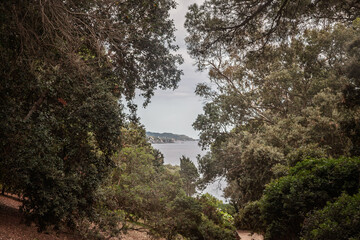 Obraz premium View of the Mediterranean Sea and coast from presqu'ile de Giens in Hyeres on the French Riviera, framed by dense trees and coastal vegetation, showing the quiet natural scenery of southern France.