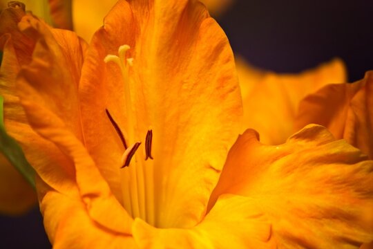 Closeup of an orange Gladiola flower.