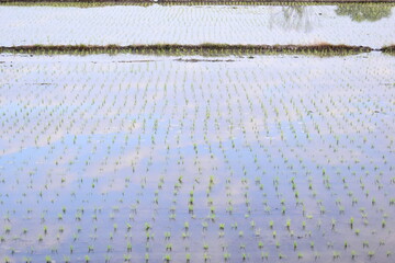 Naklejka premium rice paddy agriculture farm, natural background