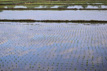 Naklejka premium rice paddy agriculture farm, natural background