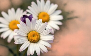 Fototapeta premium White daisies with yellow centers soft focus background.