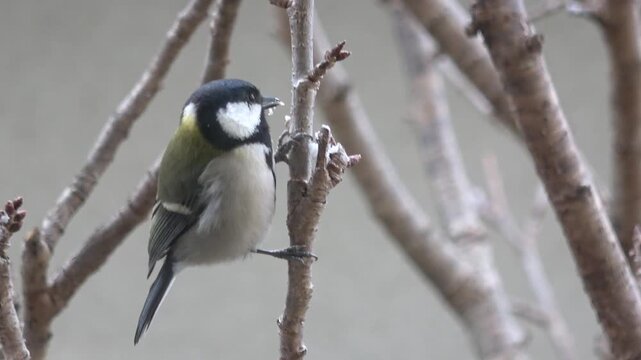 木の枝に止まり、牛脂を食べて飛び去るシジュウカラとメジロ  日本の冬の野鳥  4K　冬景色