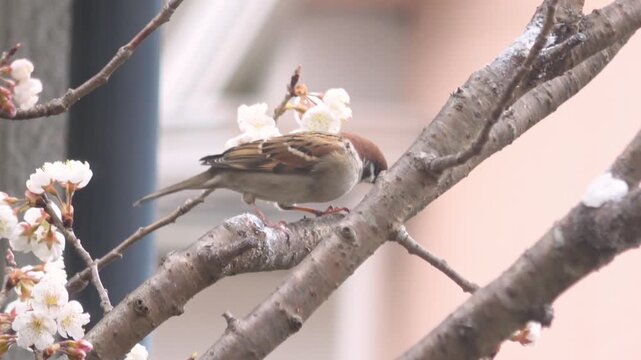 桜桃の木の枝に止まり、バードケーキを食べて飛び去る2羽のスズメたち  日本の野鳥  4K
