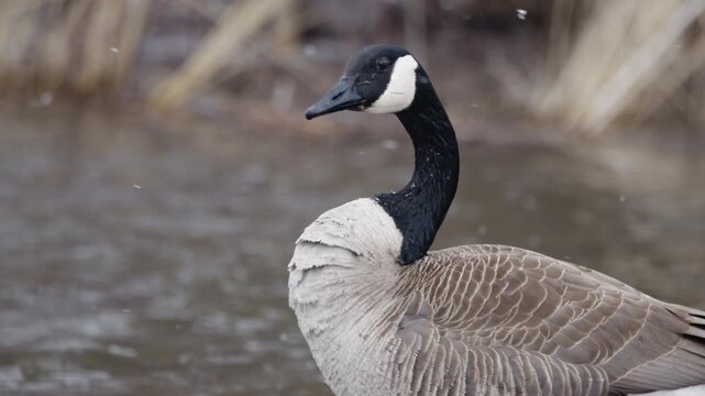 Slow Motion Canada Goose (Branta canadensis) Preening in Water During Snowfall