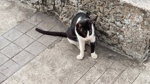 Black and White Stray Cat Sitting on a Manila Street Sidewalk