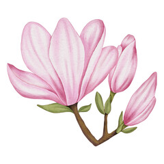 Fototapeta premium Watercolor Pink Magnolia Flower Illustration
