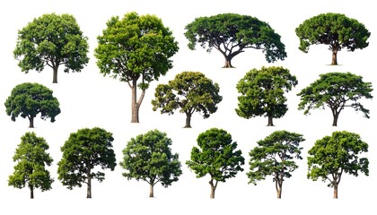 Fototapeta premium A collection of trees with varying green foliage