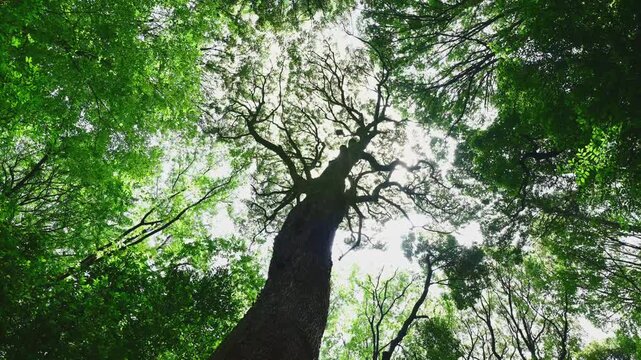 樹冠が風で揺れて心地の良い風景シーン