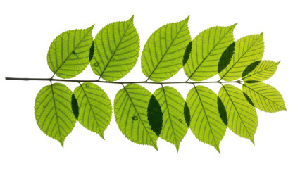 Fototapeta premium Fresh green leaves on a branch, file, standalone object
