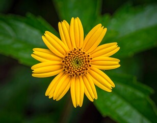 Fototapeta premium Close-up of a vibrant yellow flower with radiating petals, surrounded by green leaves (1)