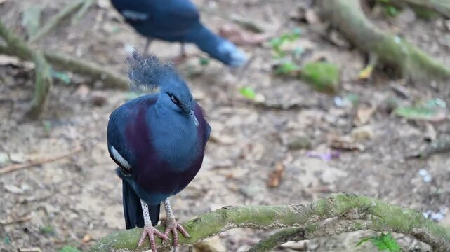 blue bird on the ground, bird shaking its head, biggest pigeon in the world, blue pigeon standing in the park