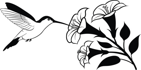 A black and white line art illustration of a small hummingbird drinking nectar from a flower © S M Sajib