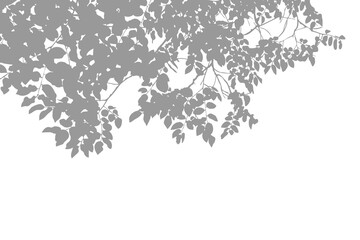 Fototapeta premium A subtle soft grey shadow of dense tree canopy with abundant leaves and branches overhanging from the top against plain background. Detailed layers of the foliage create a minimalist pattern.