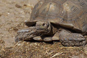 Naklejka premium Gros plan sur une tortue sillonnée