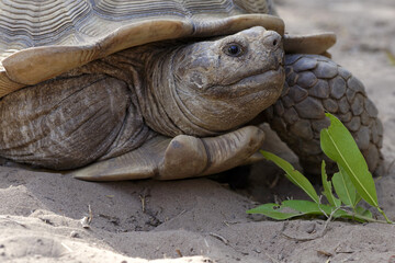 Obraz premium Gros plan sur une tortue sillonnée